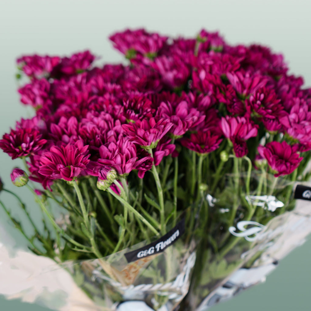 Chrysanthemum Spray Purple Star