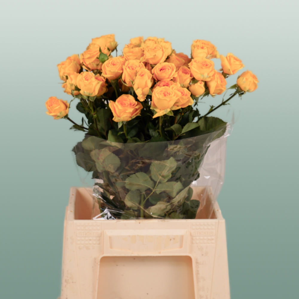 Spray Rose Ramona