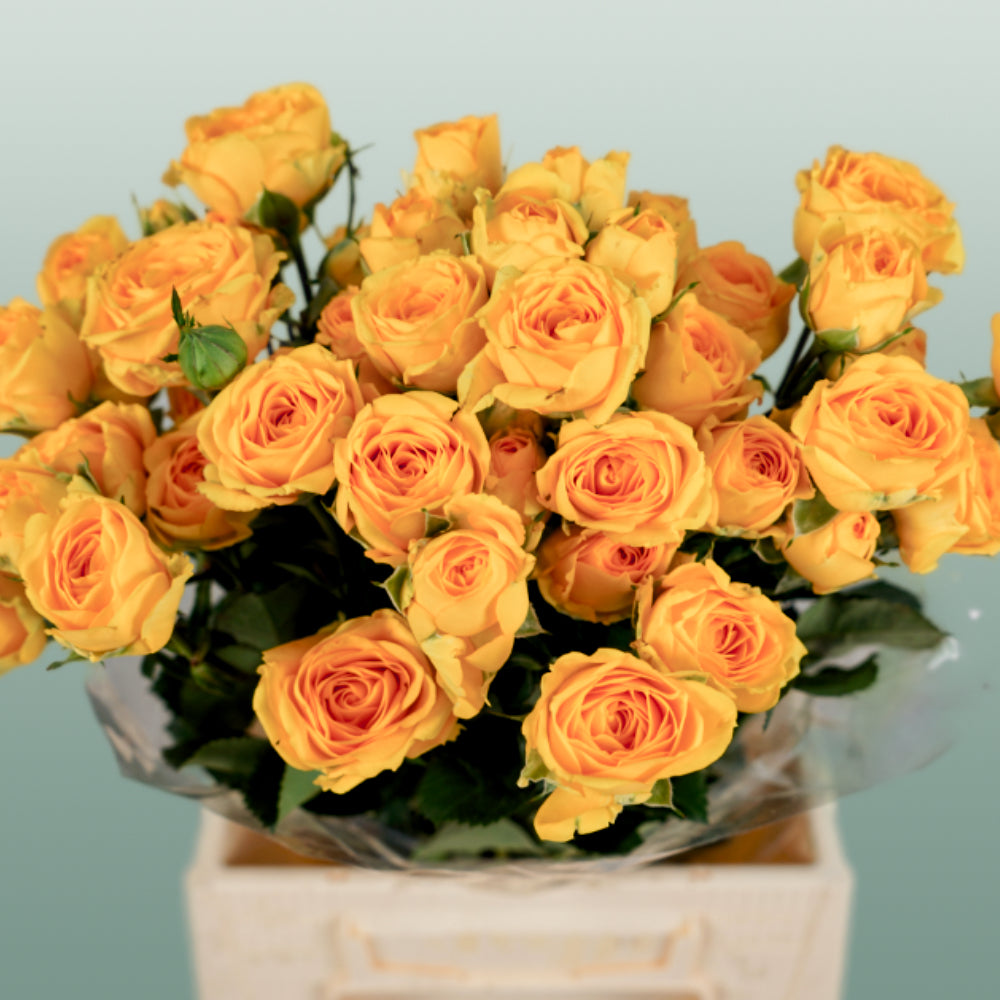 Spray Rose Ramona