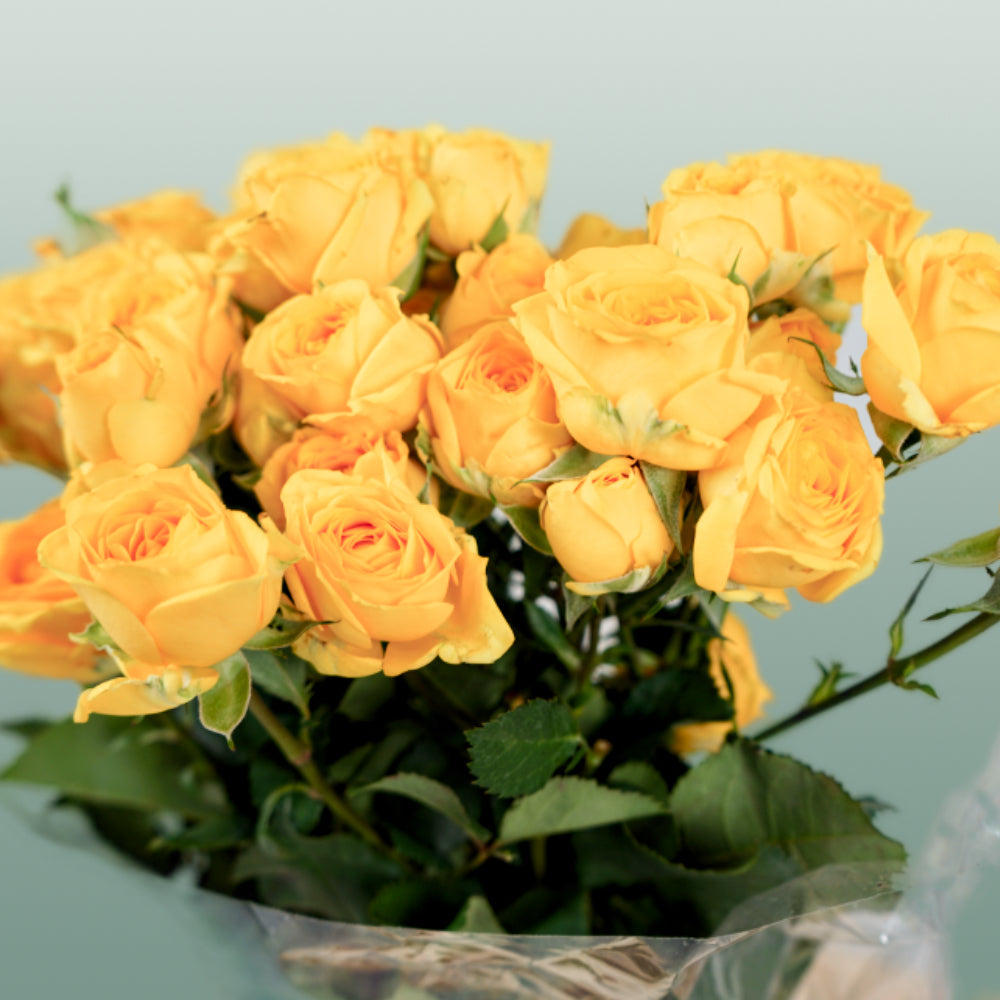Spray Rose Ramona