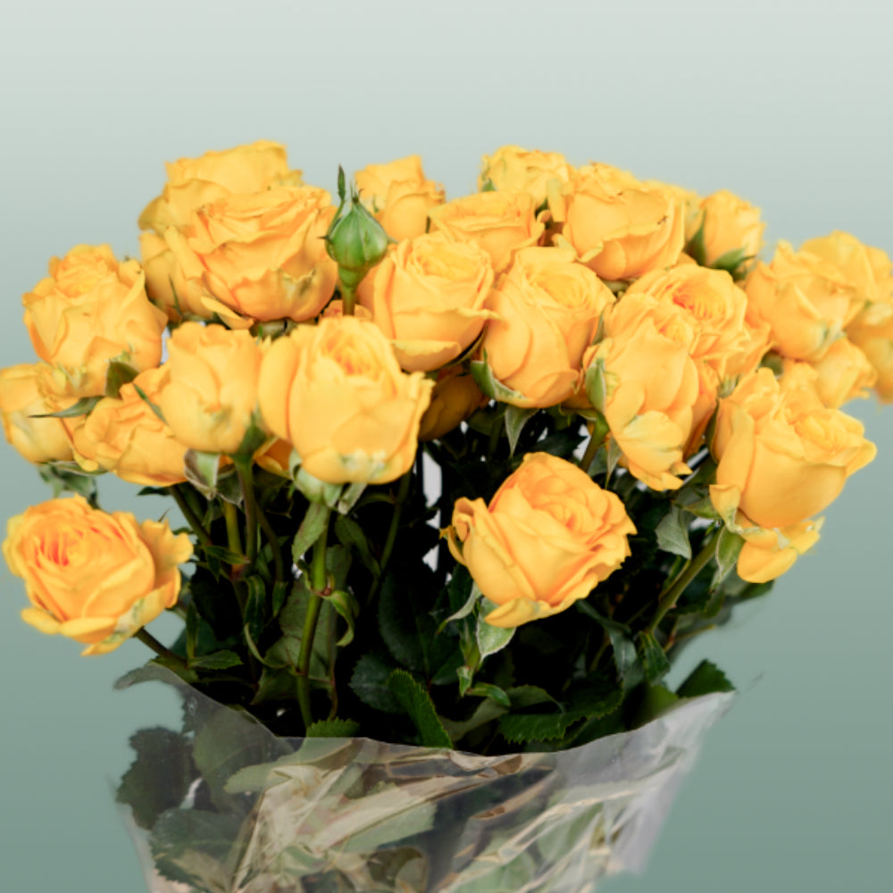 Spray Rose Ramona