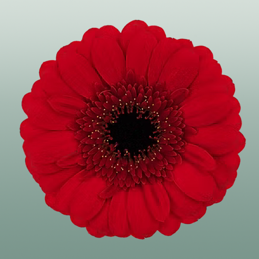 Germini Red Ruby