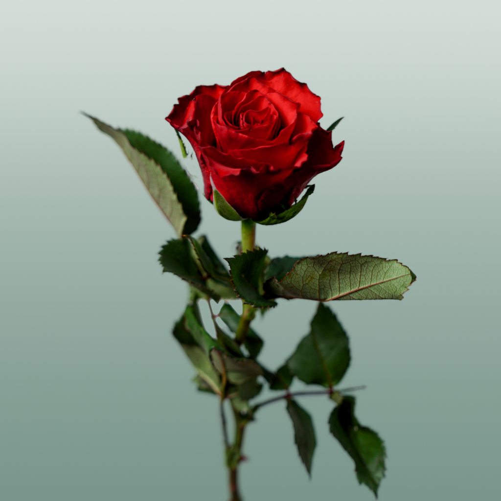 Rose Red Tacazzi+