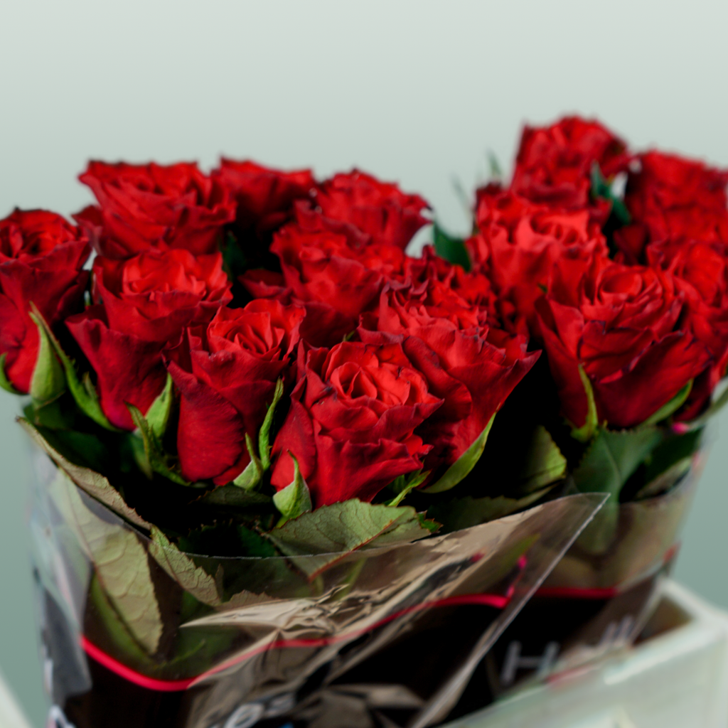 Rose Red Tacazzi+