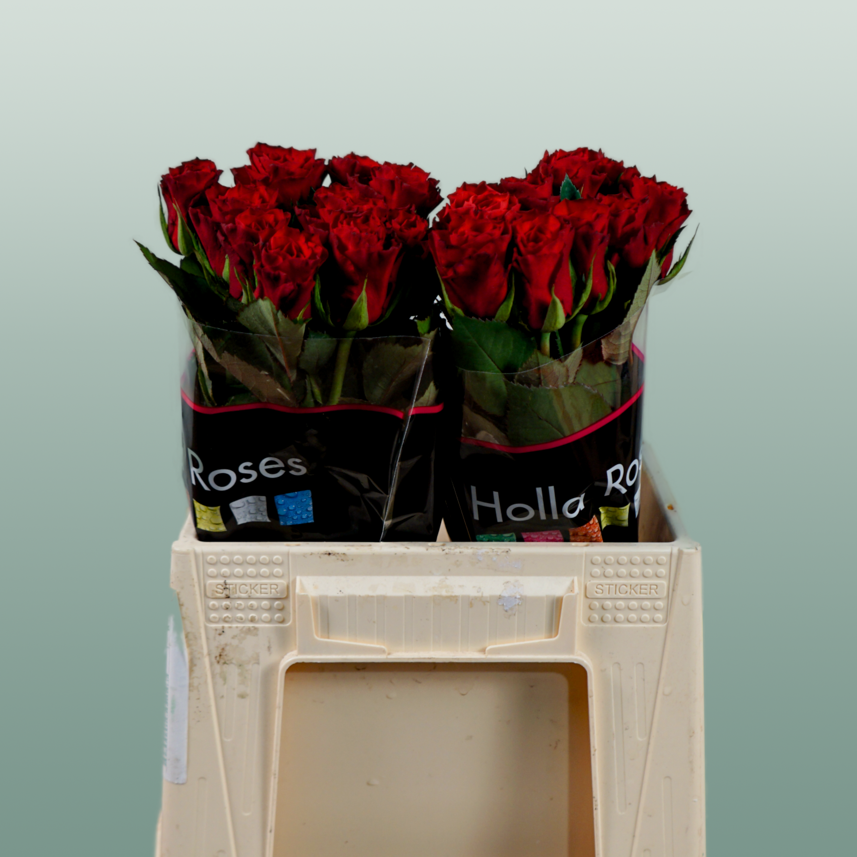 Rose Red Tacazzi+