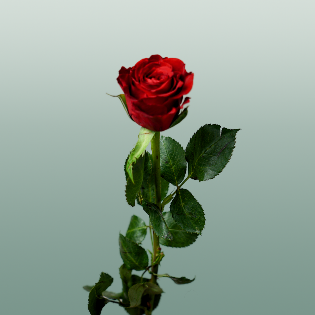 Rose Red Torch