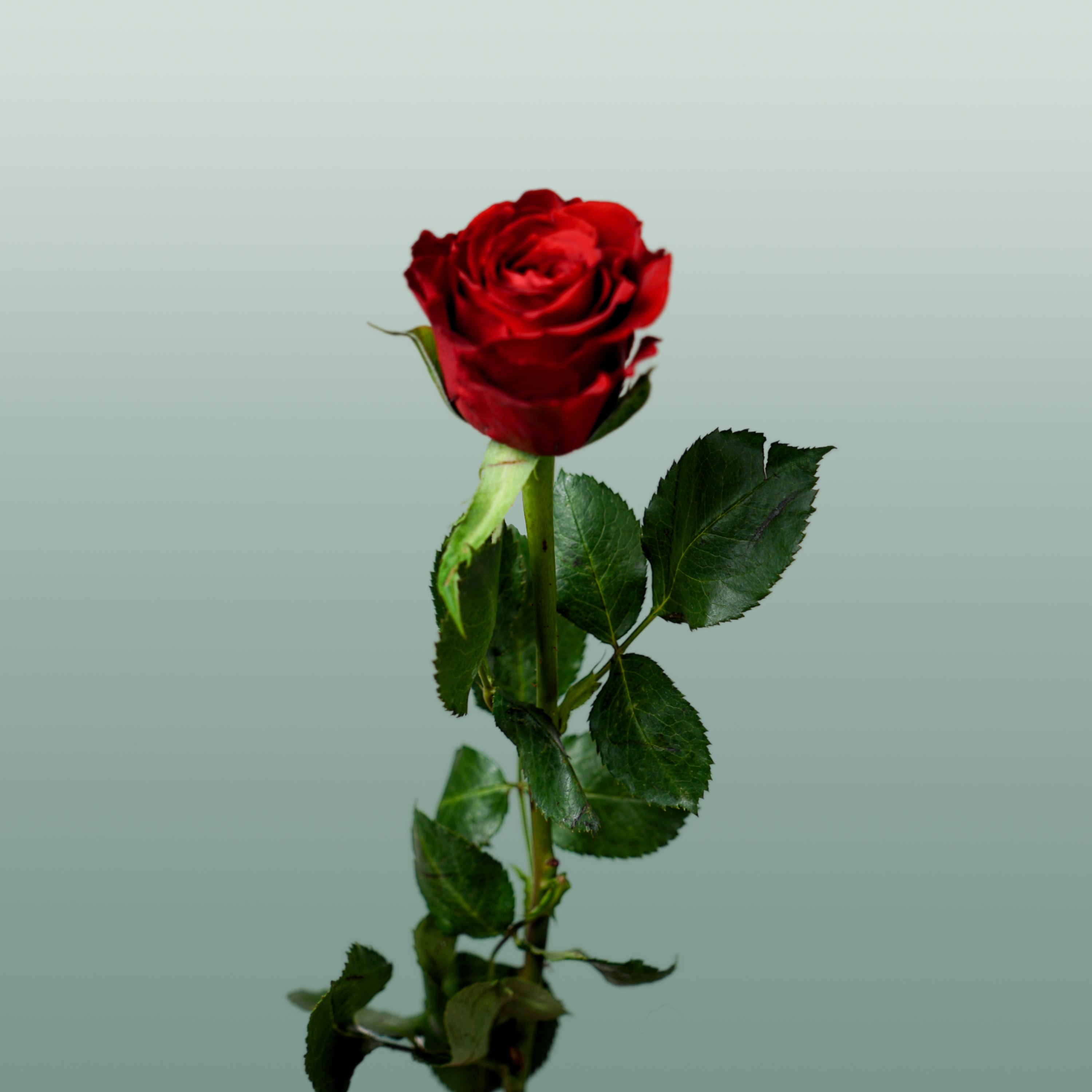 Rose Red Torch