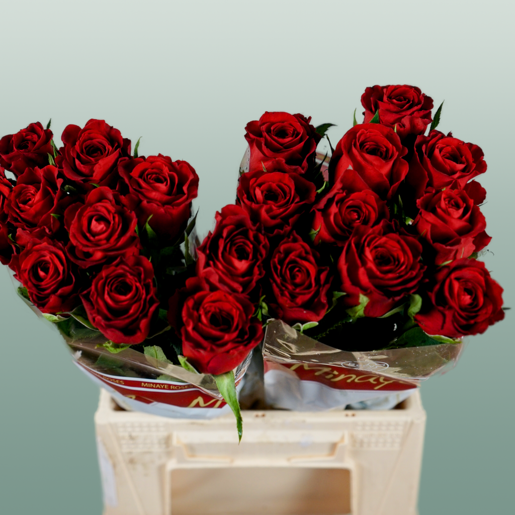 Rose Red Torch