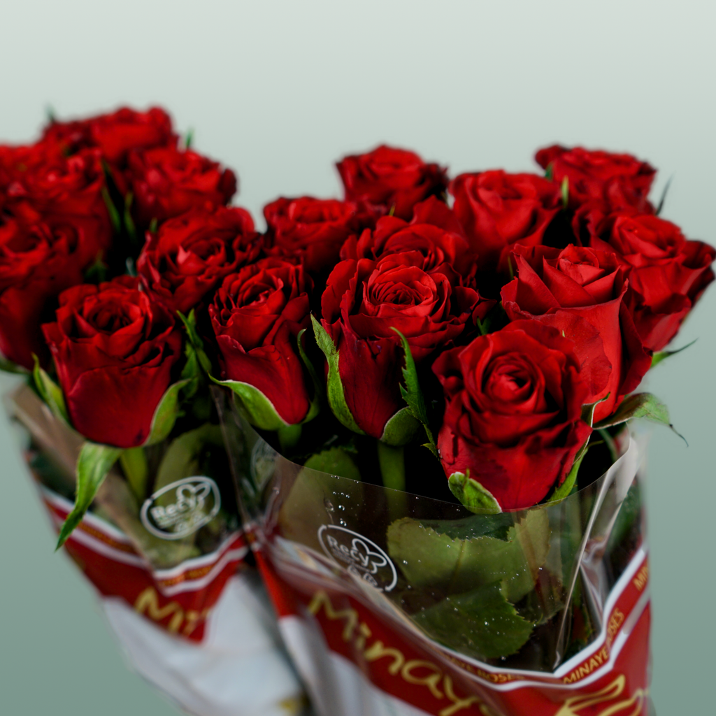 Rose Red Torch