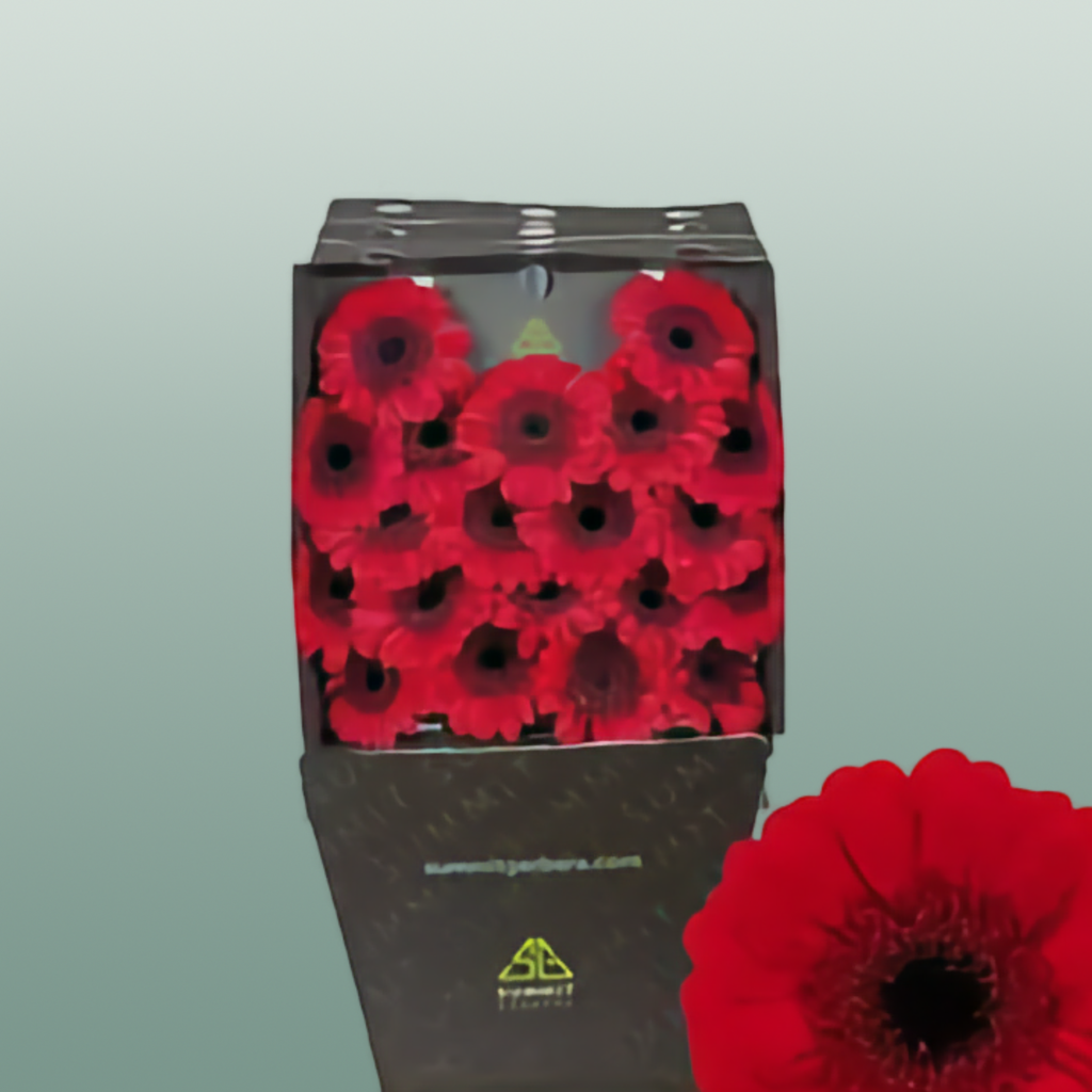 Germini Red Ruby