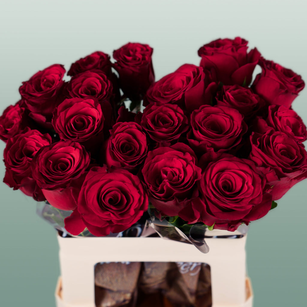 Rose Rhodos (20 Stems)