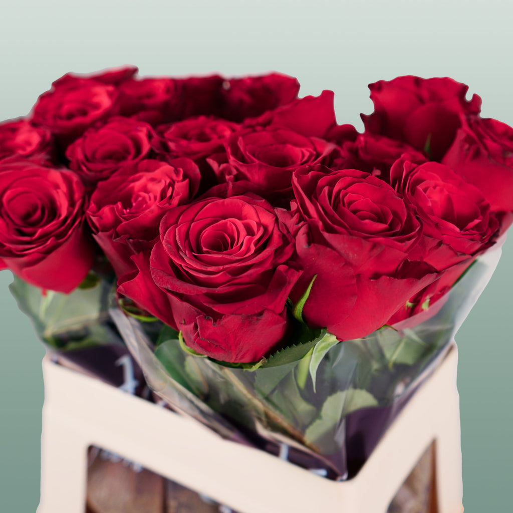 Rose Rhodos (20 Stems)