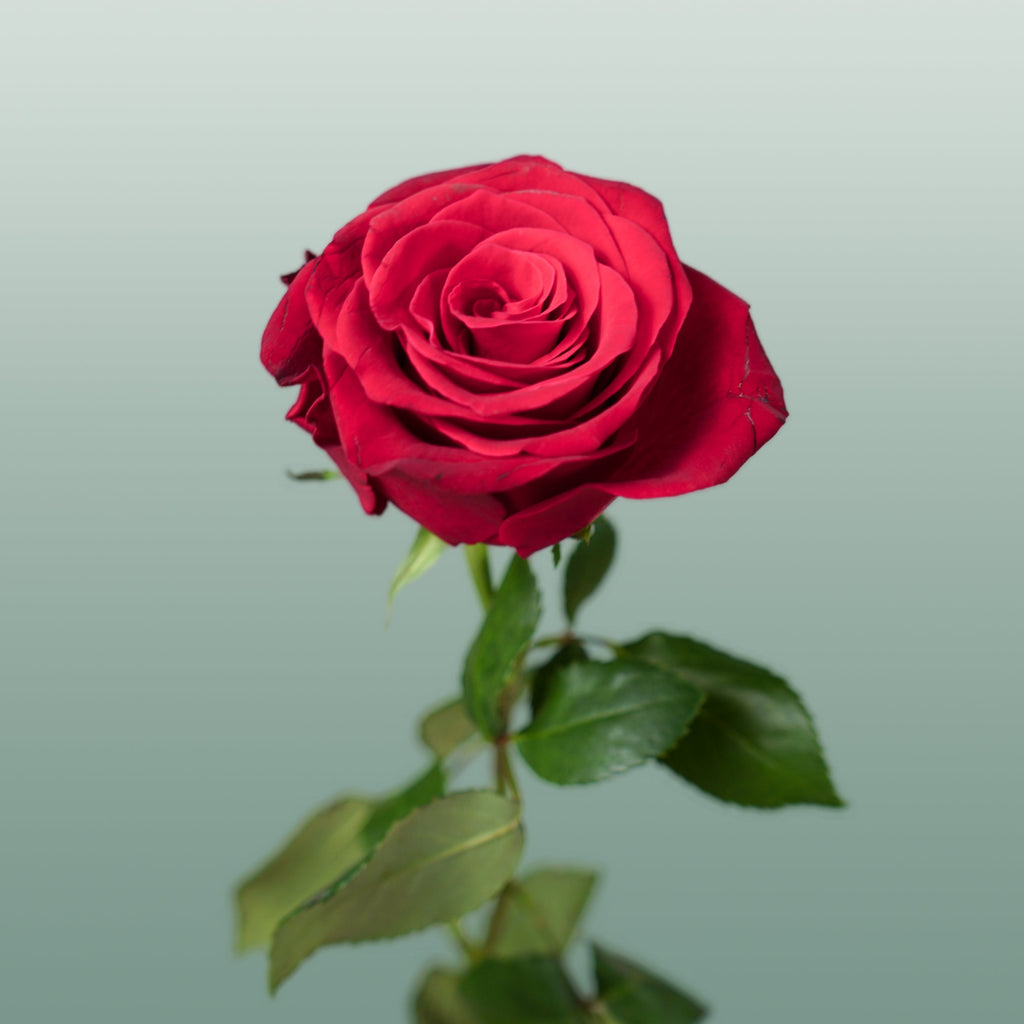Rose Rhodos (20 Stems)