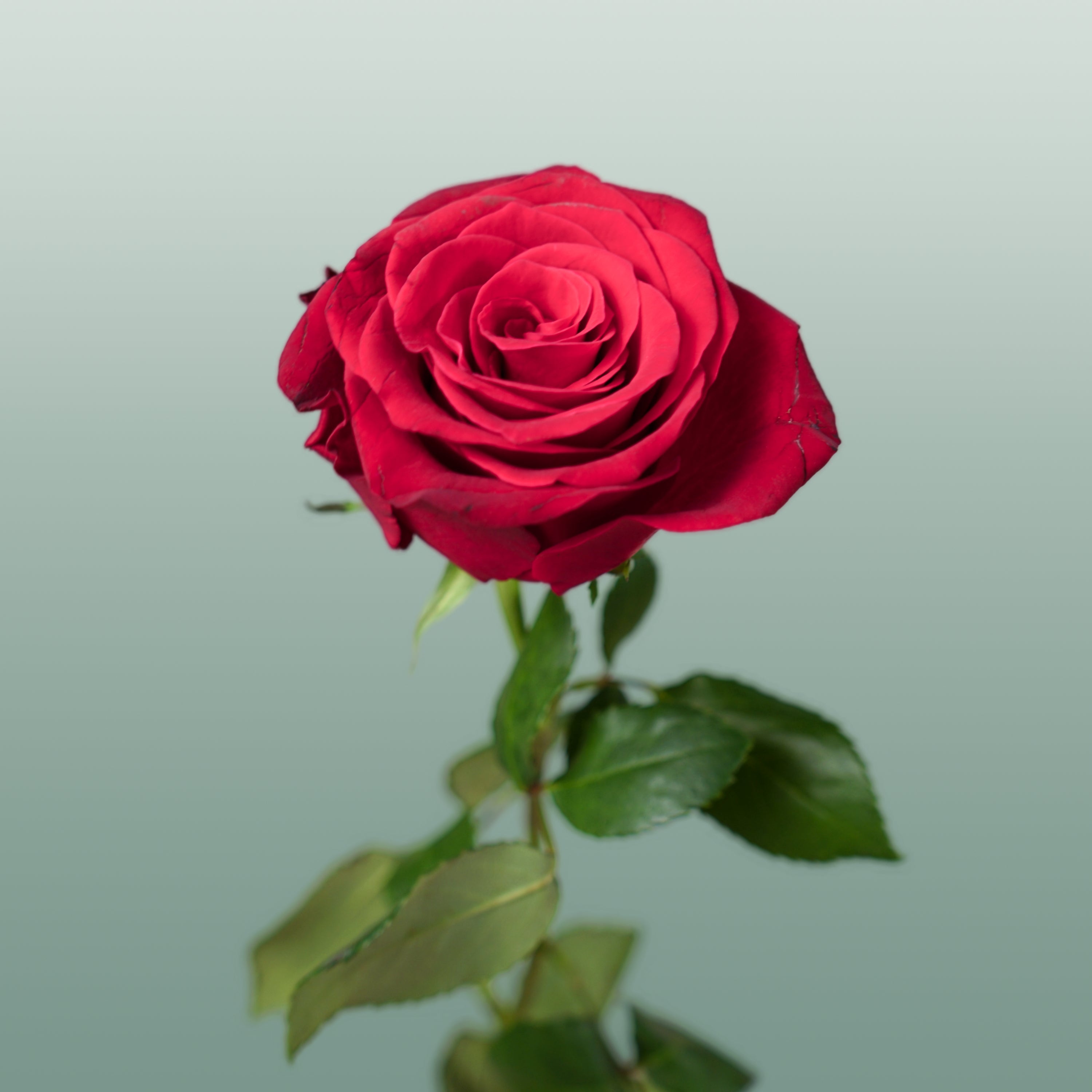 Rose Rhodos (20 Stems)