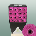 Gerbera Rich (15 Stems)