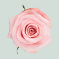 Rose Be Sweet (25 Stems)