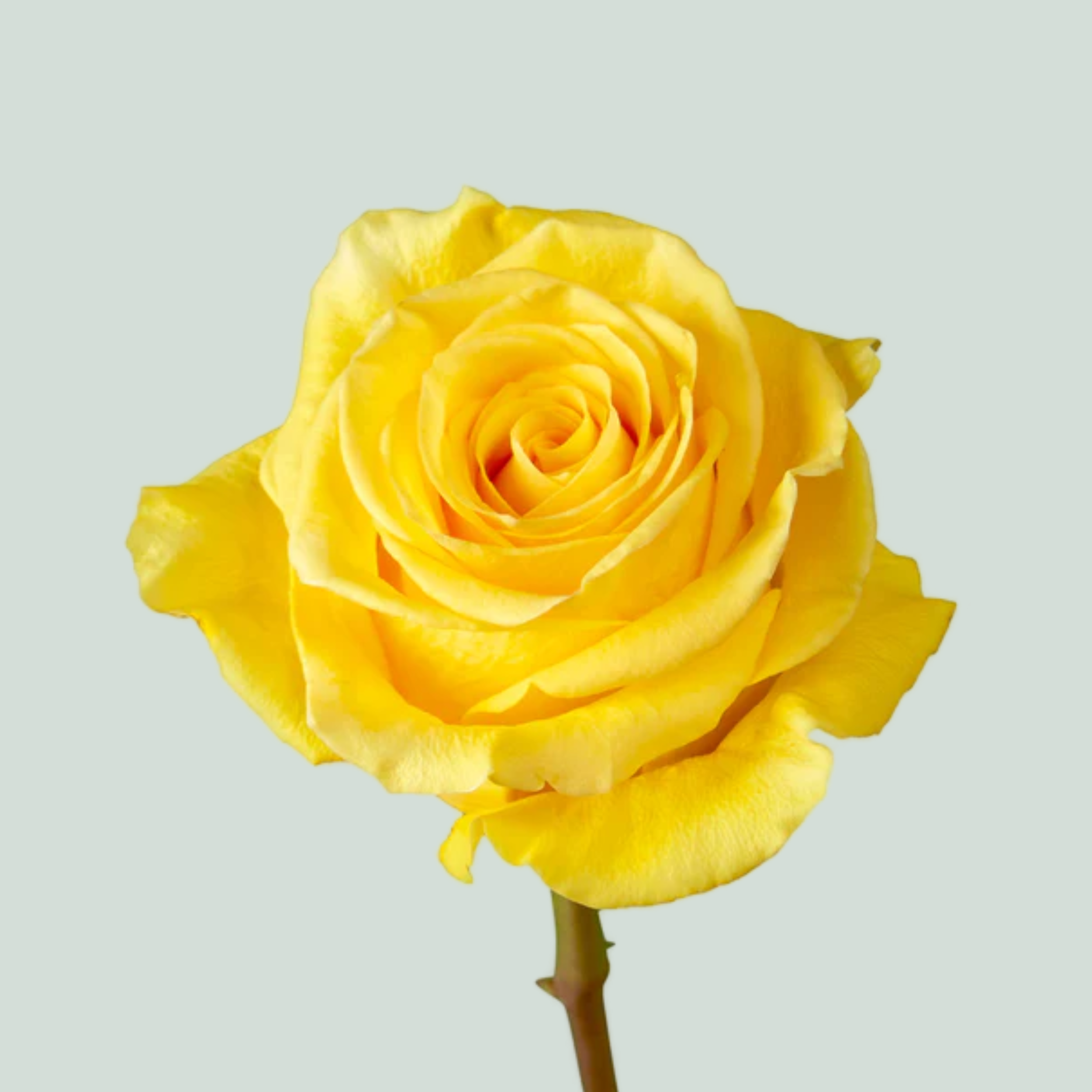 Rose Eq Brighton