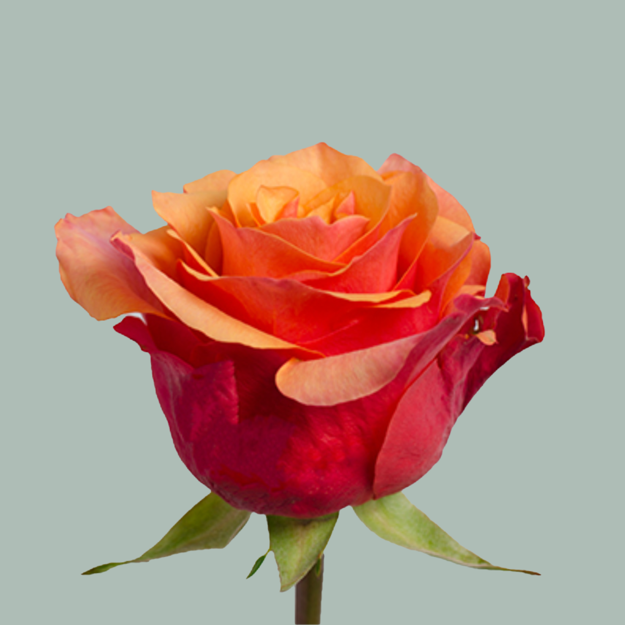 Rose Espana