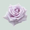 Rose Fine Silver (20 Stems)