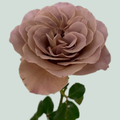 Rose Garden Café Latte (24 Stems)