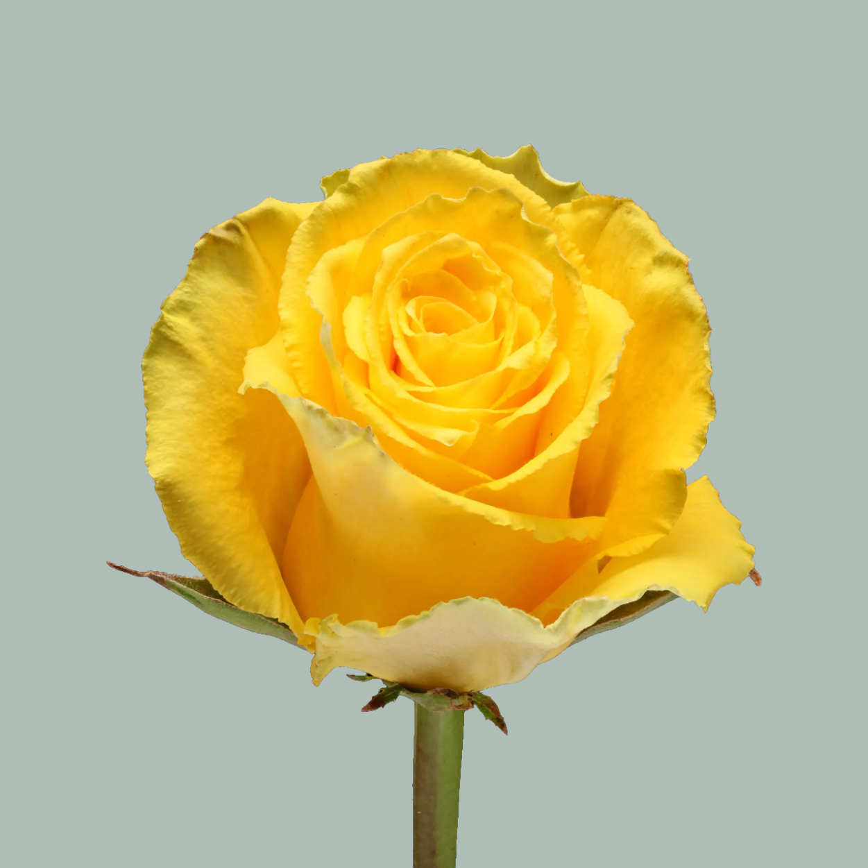 Rose Good Times