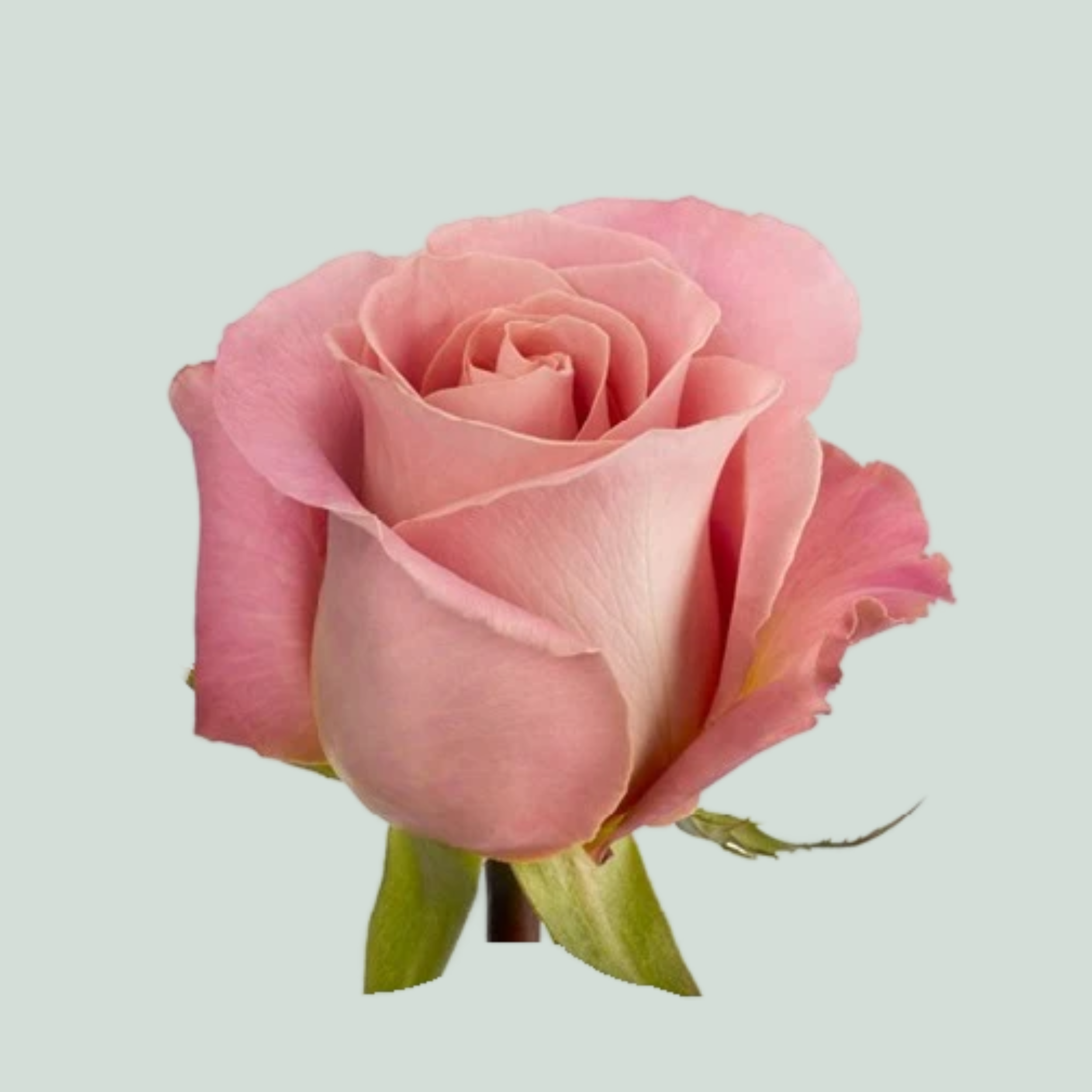 Rose Hermosa