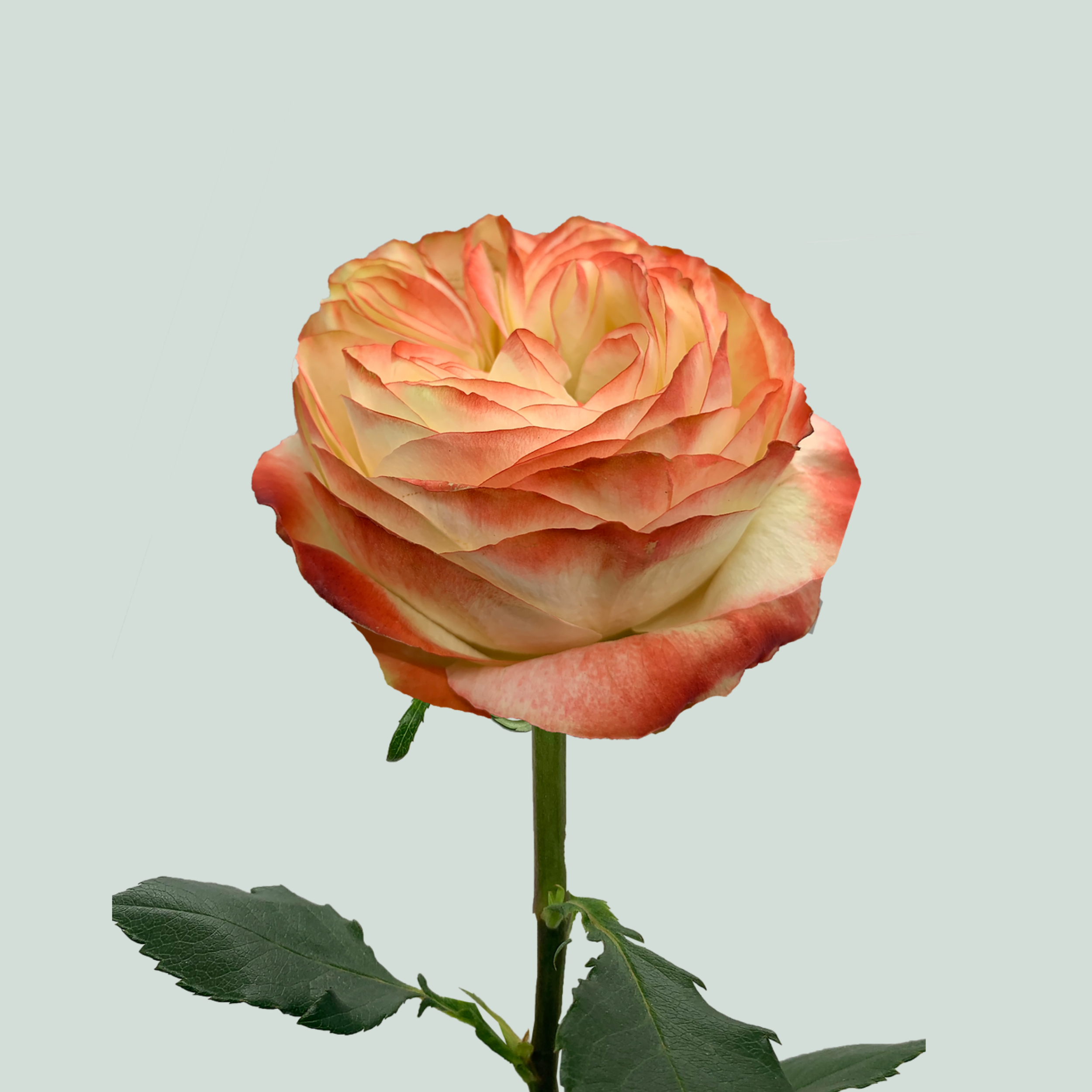 Rose Karma -bb