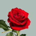 Rose Red Eagle (20 Stems)