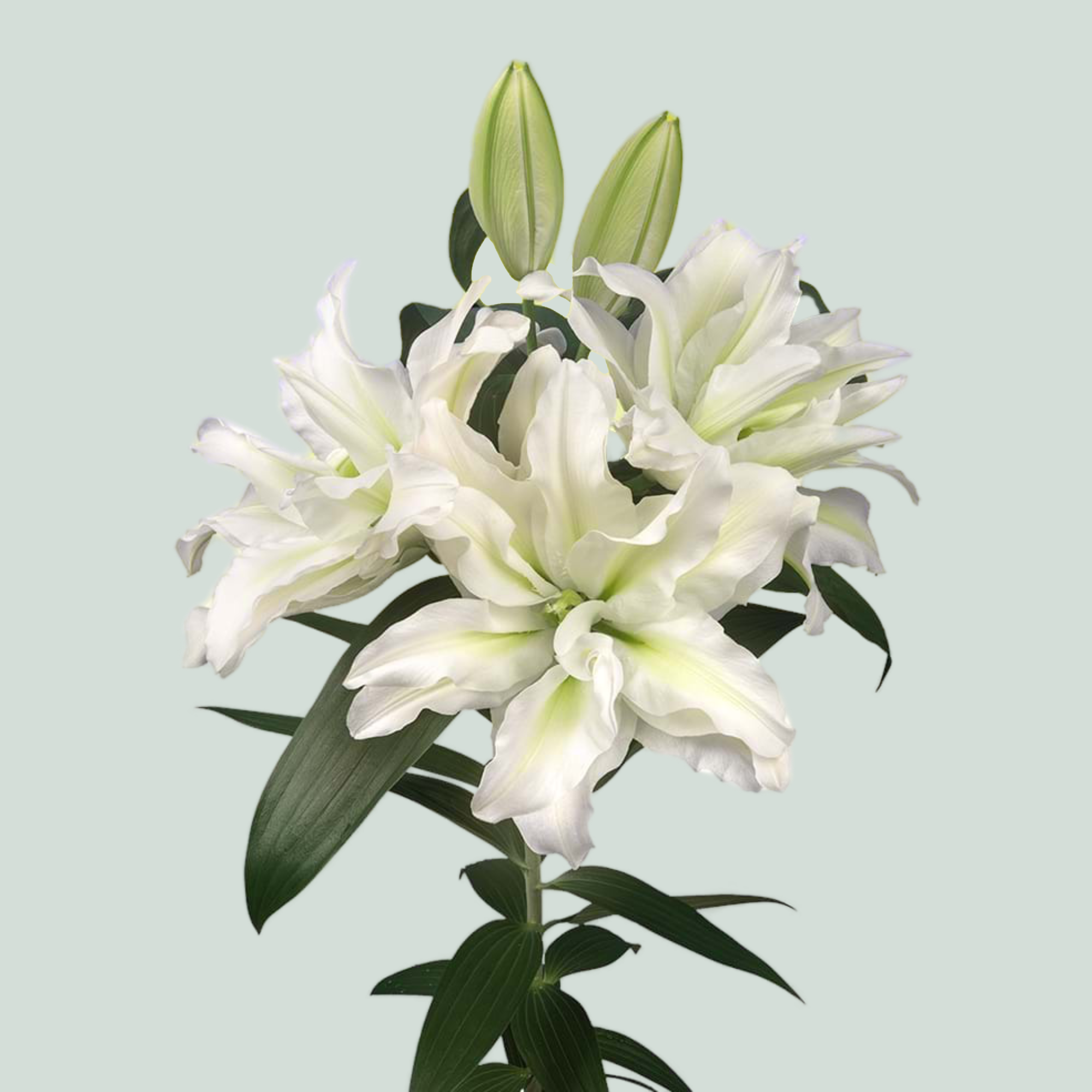 Lily Roselily Aisha (OR) (10 Stems)