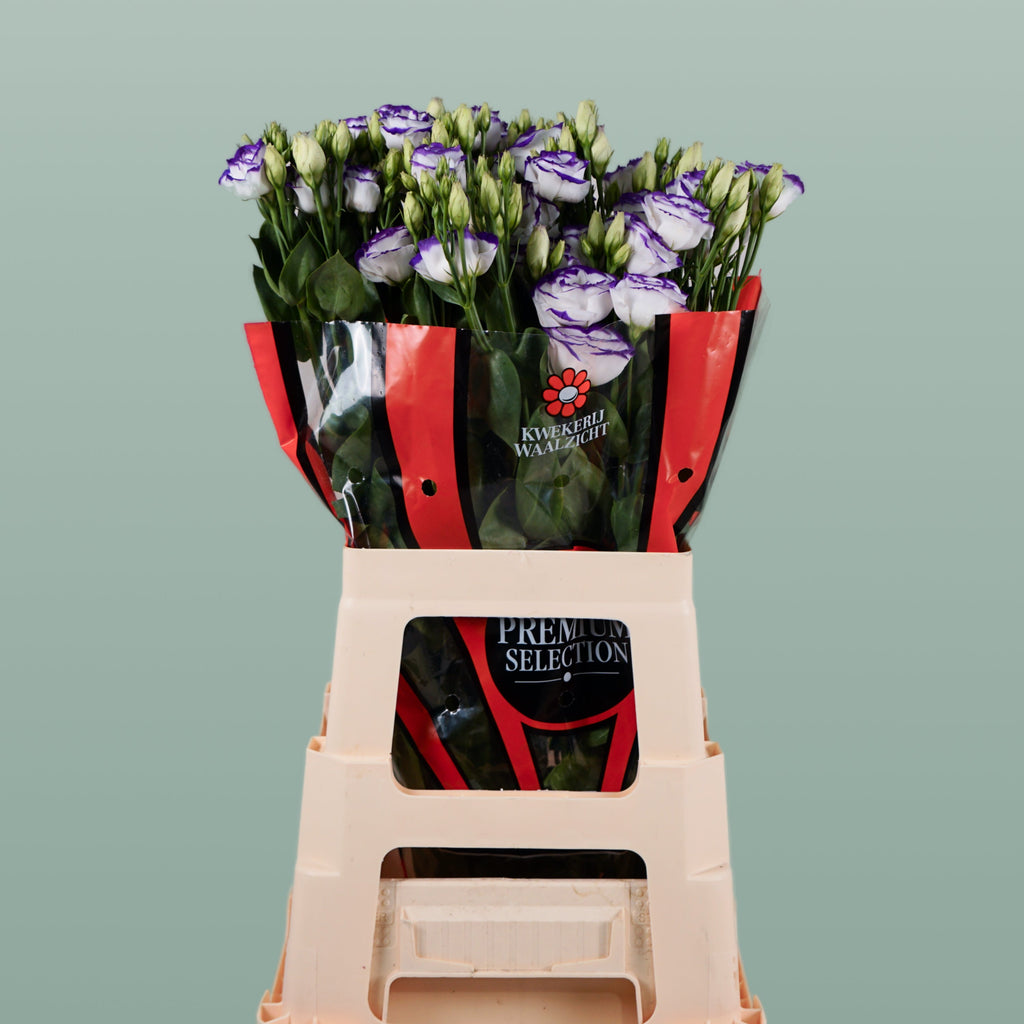Eustoma Rosita Blue Picotee (10 Stems)