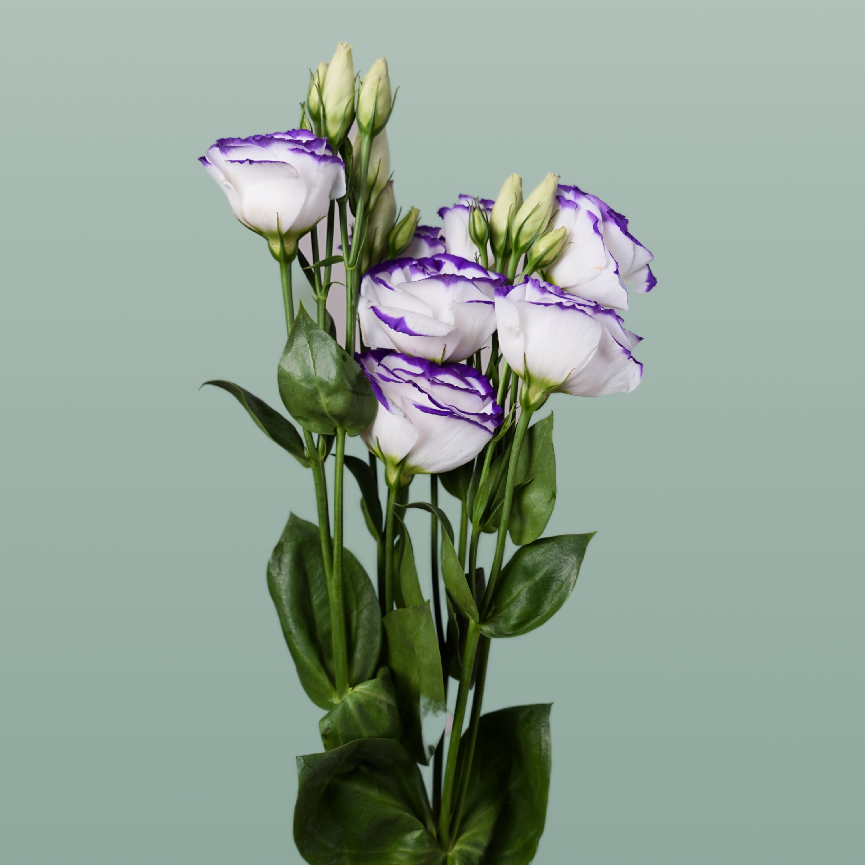 Eustoma Rosita Blue Picotee (10 Stems)