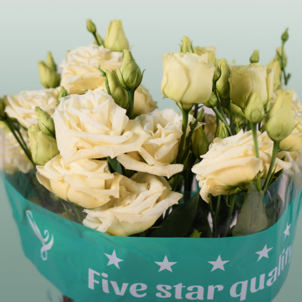 Eustoma Rosita Yellow (10 Stems)