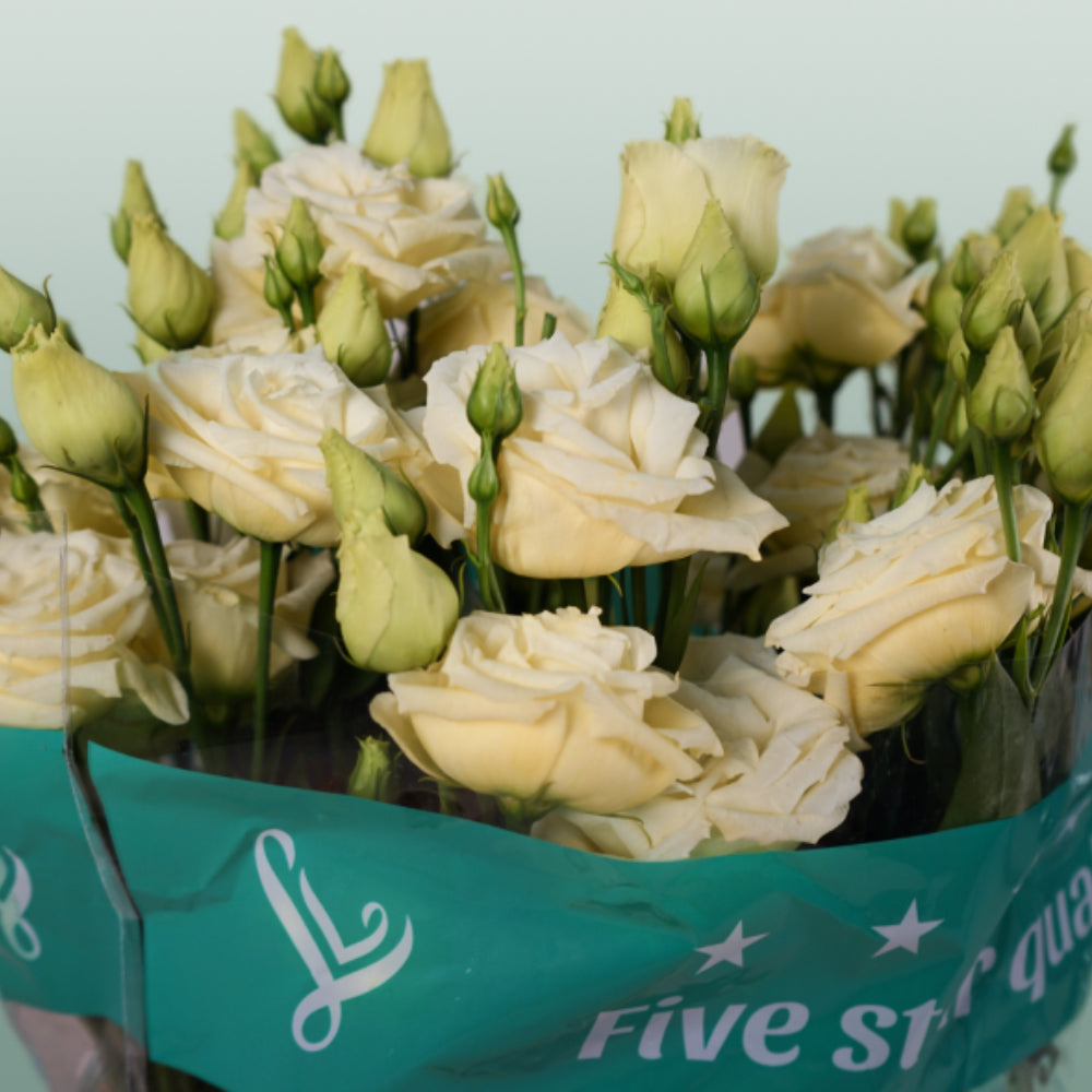 Eustoma Rosita Yellow (10 Stems)
