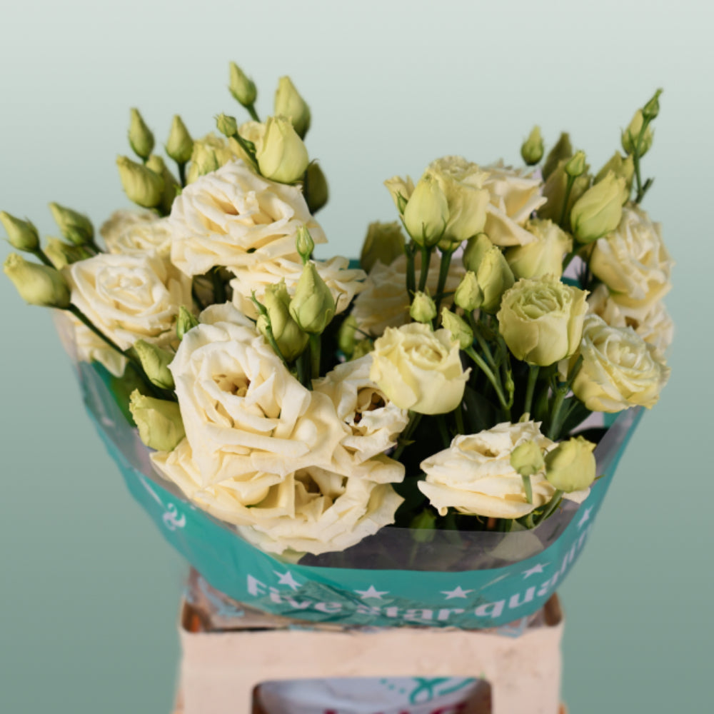 Eustoma Rosita Yellow (10 Stems)