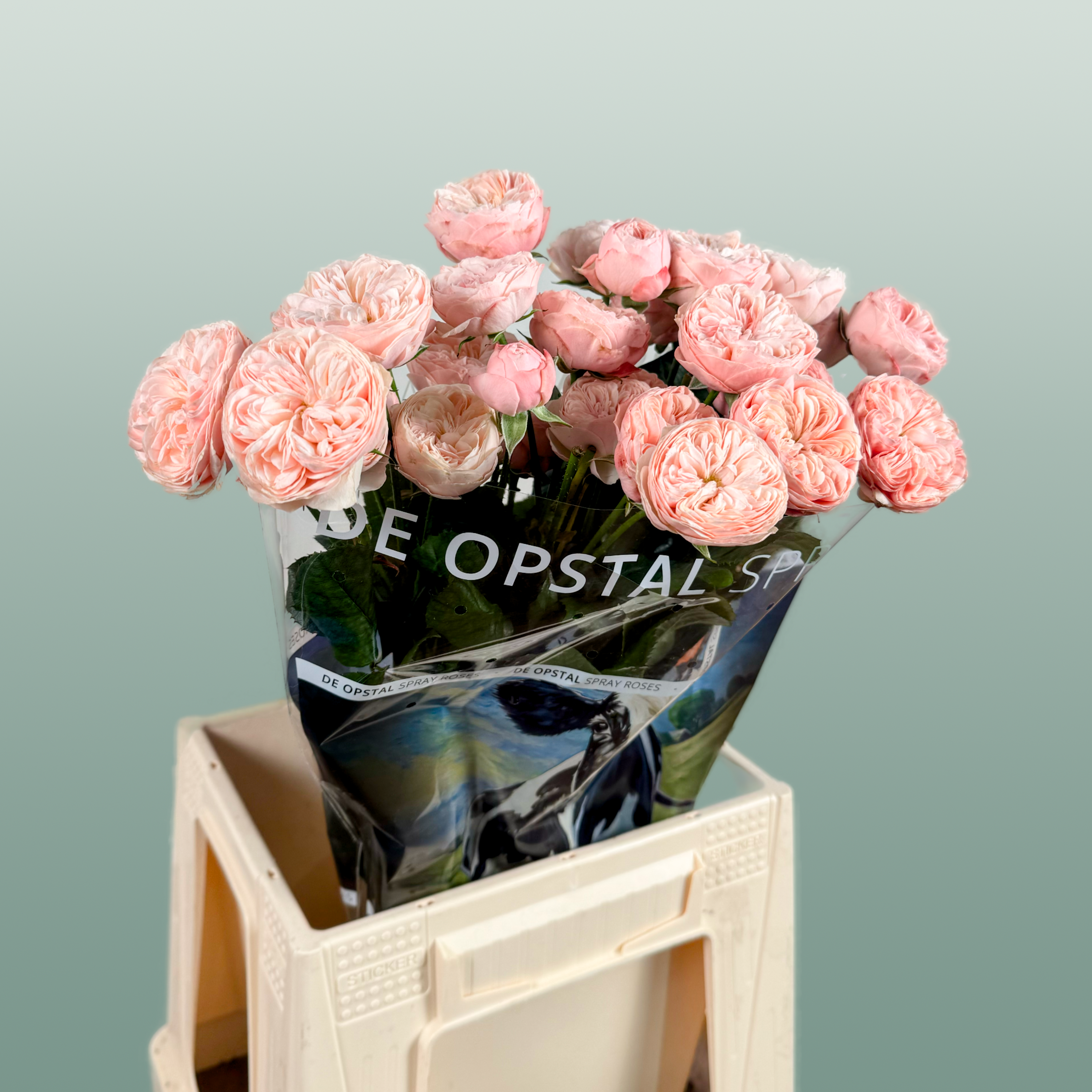 Spray Rose Royal Blush