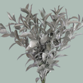 GR Ruscus Hard Dyed Silver