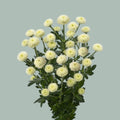 Chrysanthemum Santini Madiba Pompon White (25 Stems)