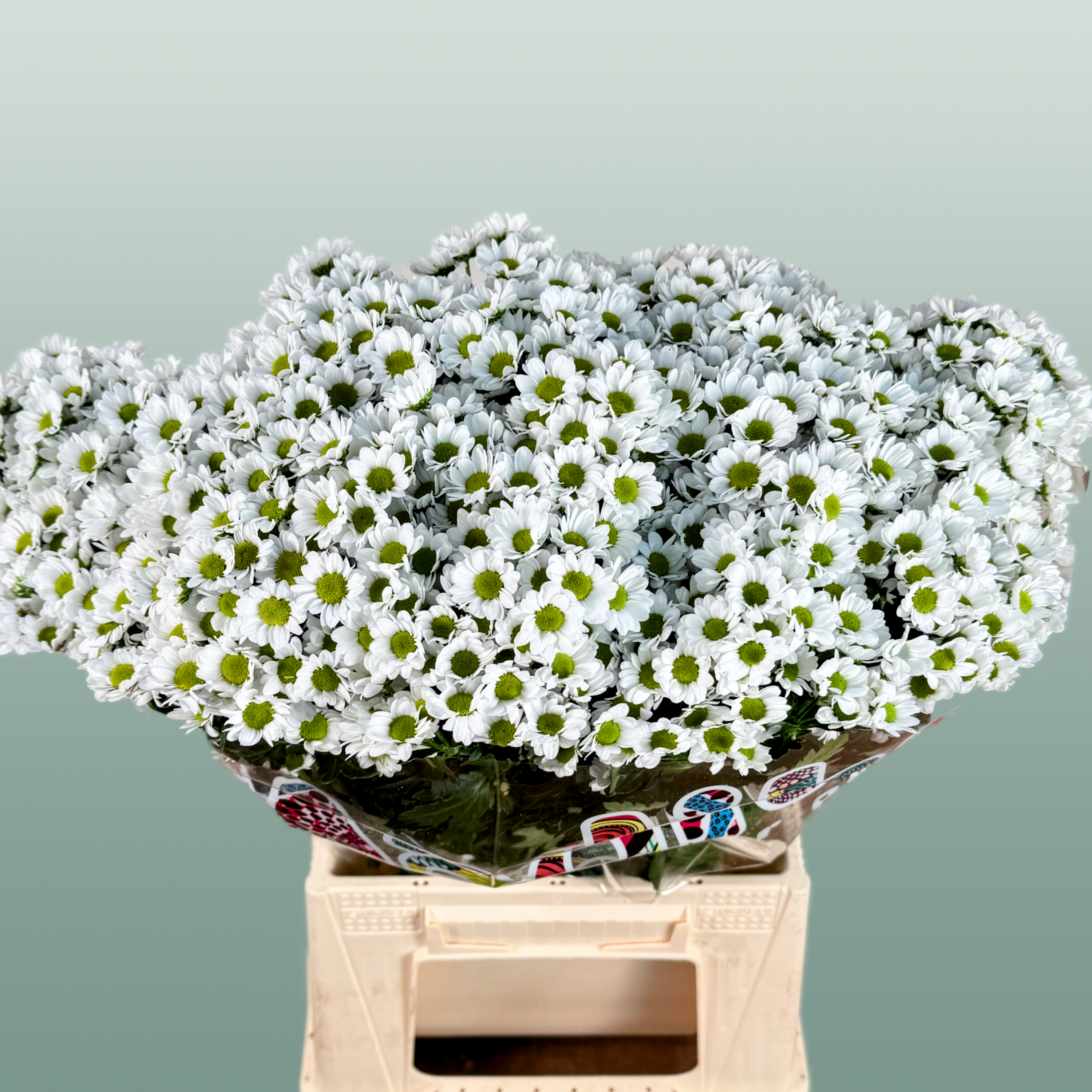 Chrysanthemum Santini Madiba Lindi (25 Stems)