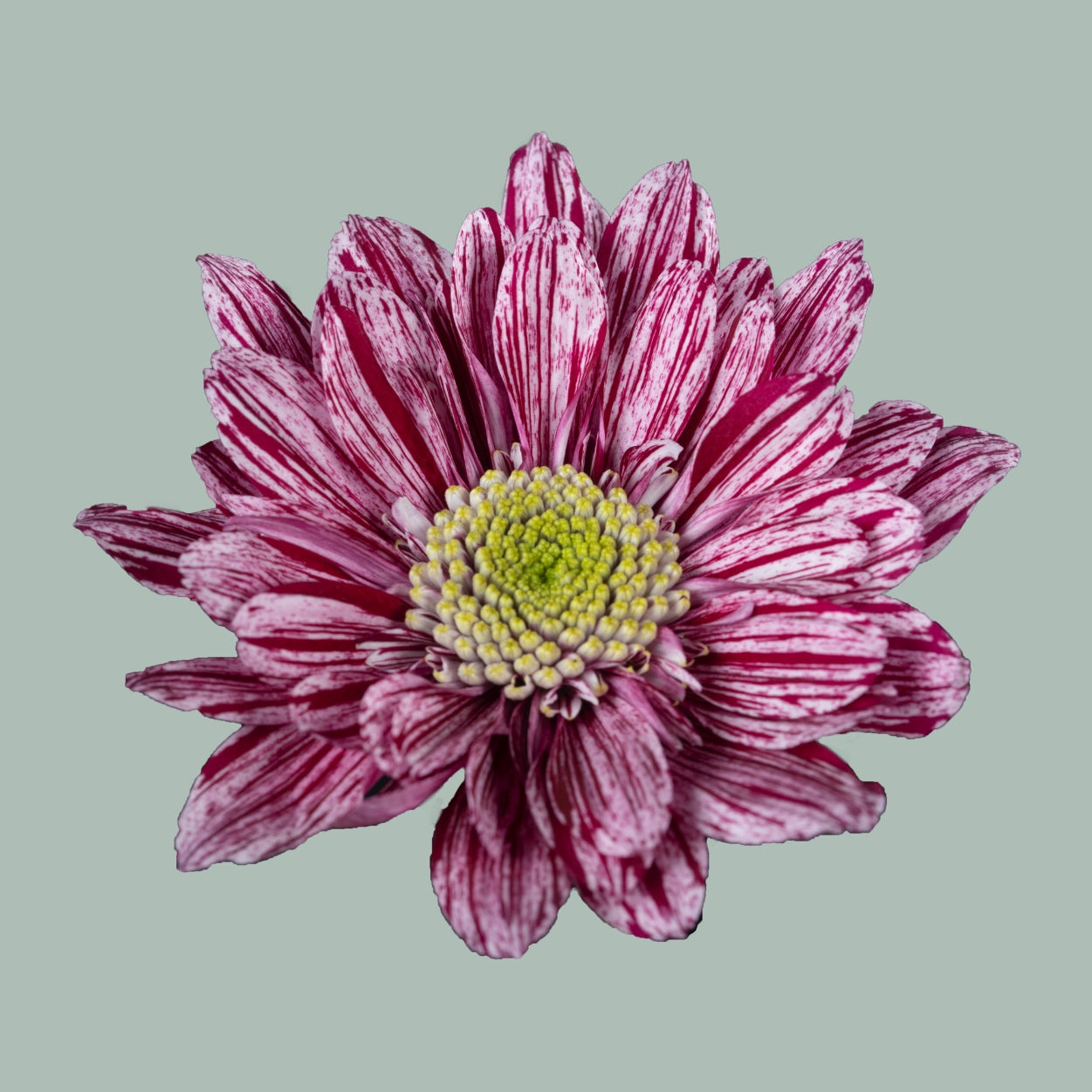 Chrysanthemum Spray Serenity Sweet