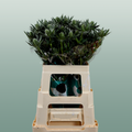 Eryngium Sirius Questar (Thistle)