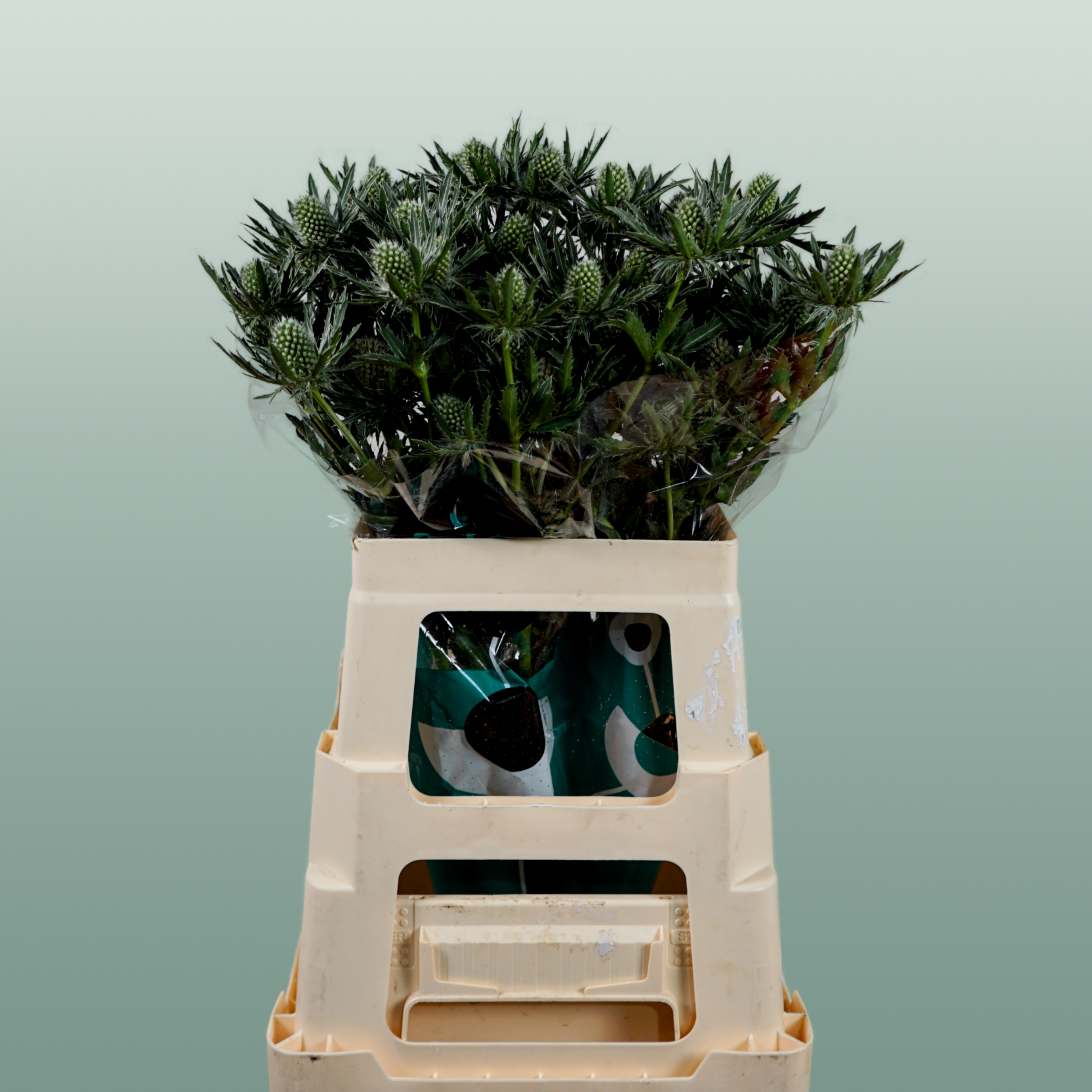 Eryngium Sirius Questar (Thistle)