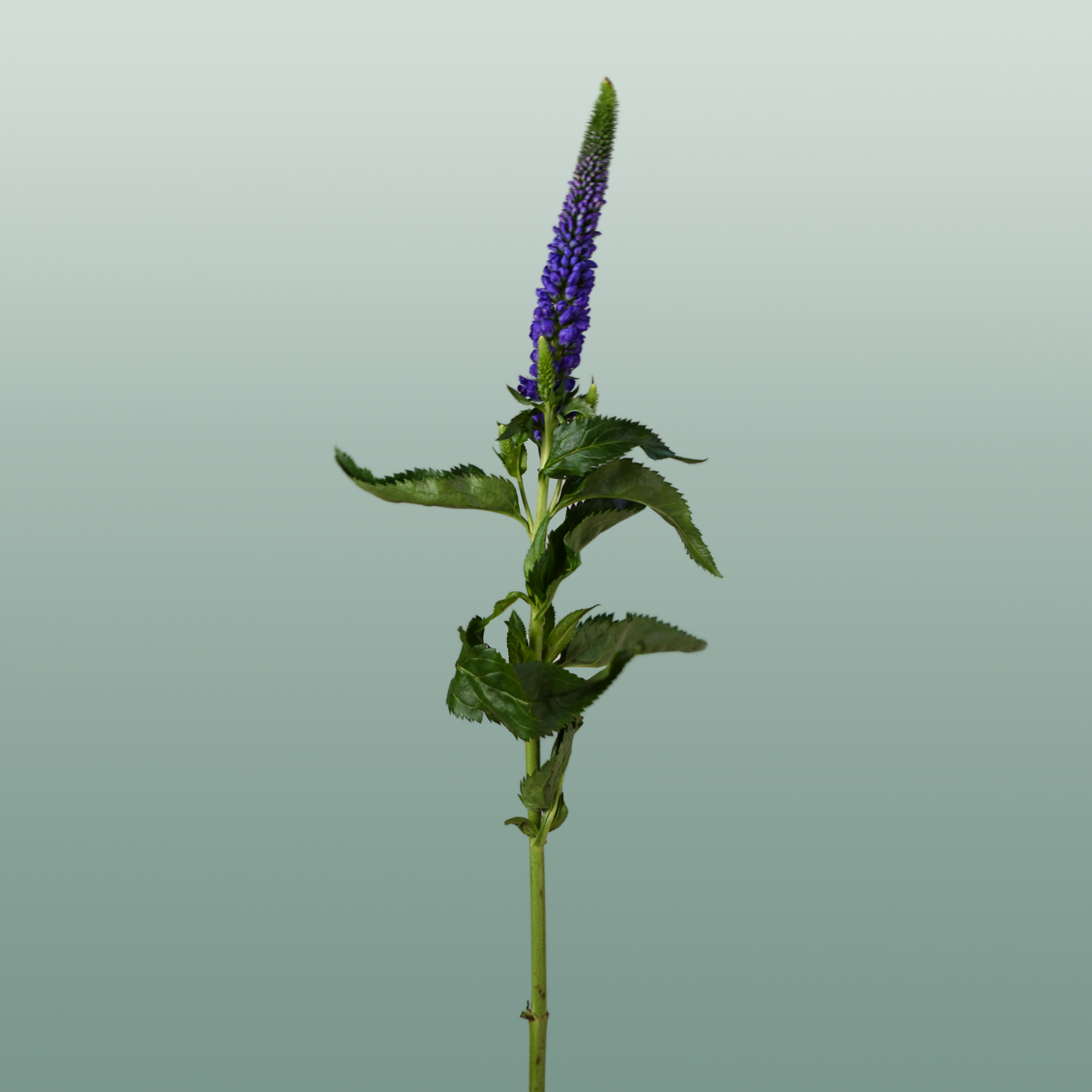 Veronica Smart Diana (25 Stems)