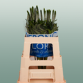 Veronica Smart Luna (25 Stems)