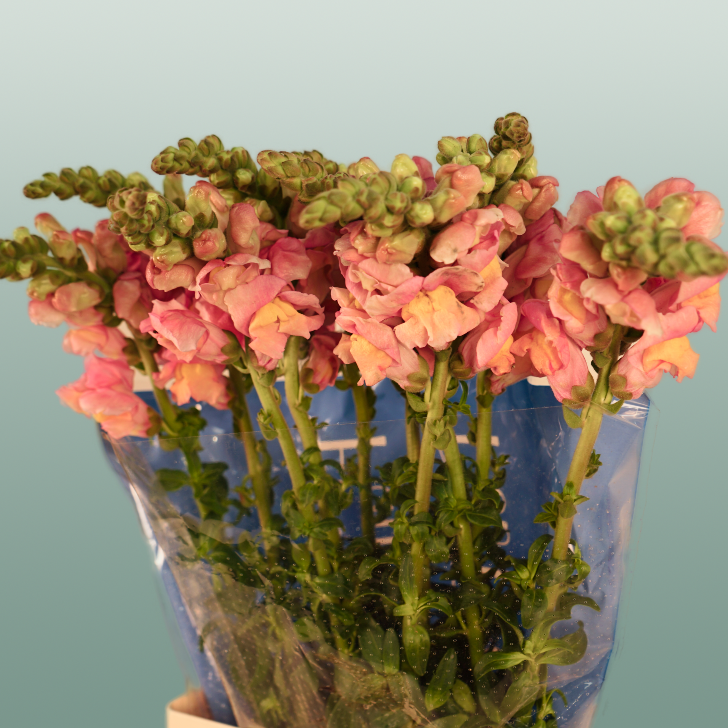 Snapdragon Costa Apricot