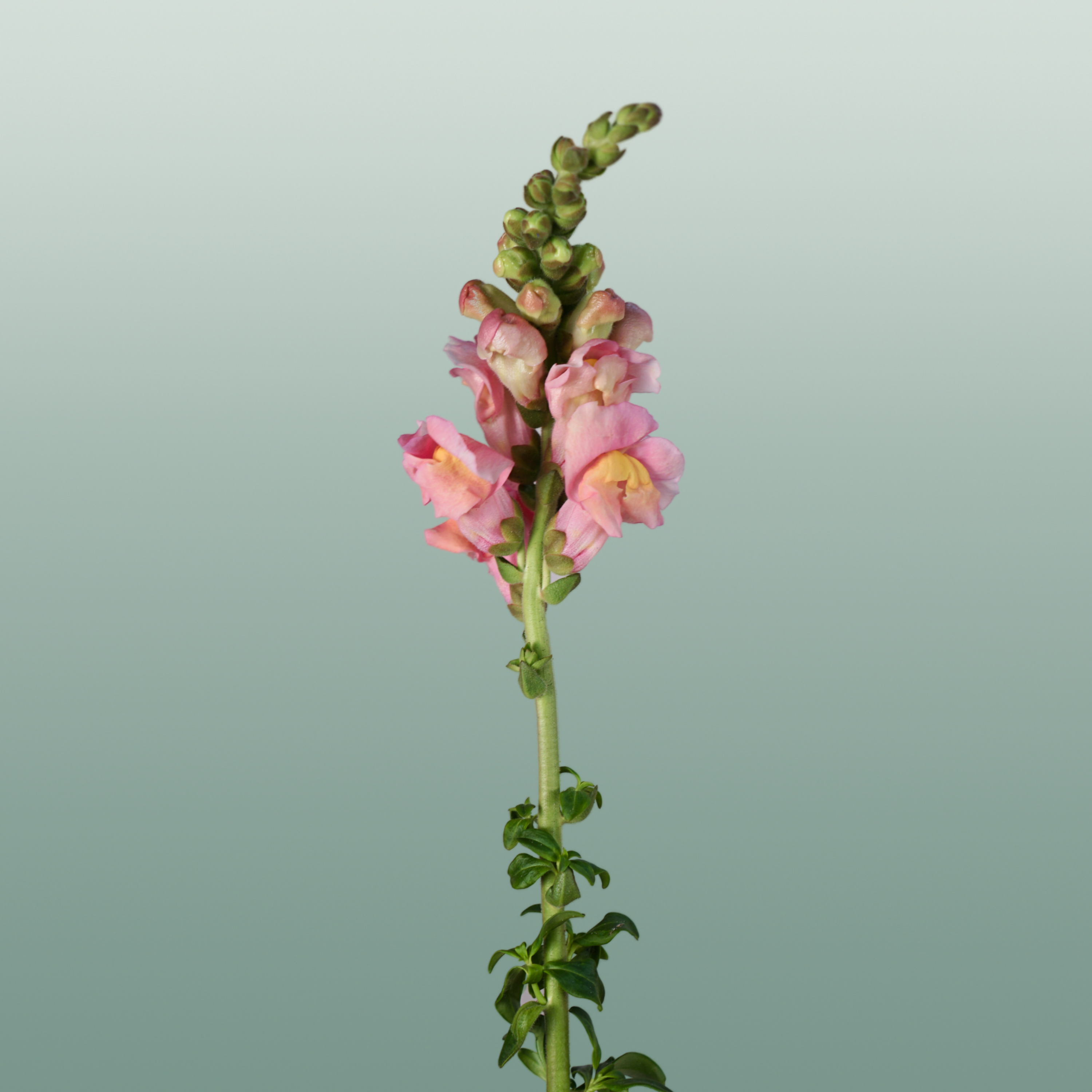 Snapdragon Costa Apricot