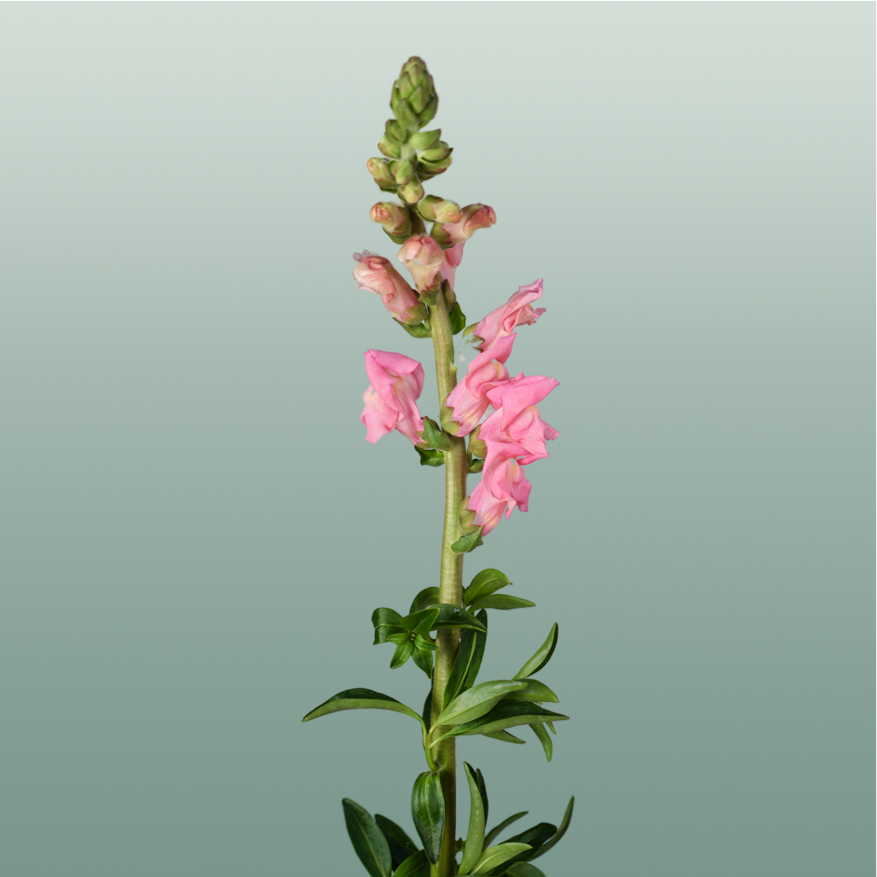 Snapdragon Potomac Pink