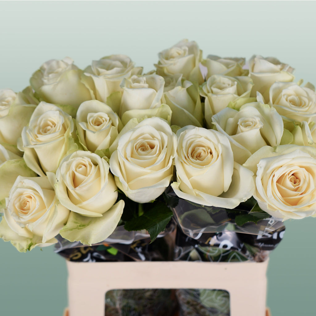 Rose Snowstorm+