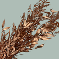 GR Ruscus Soft Dyed Copper