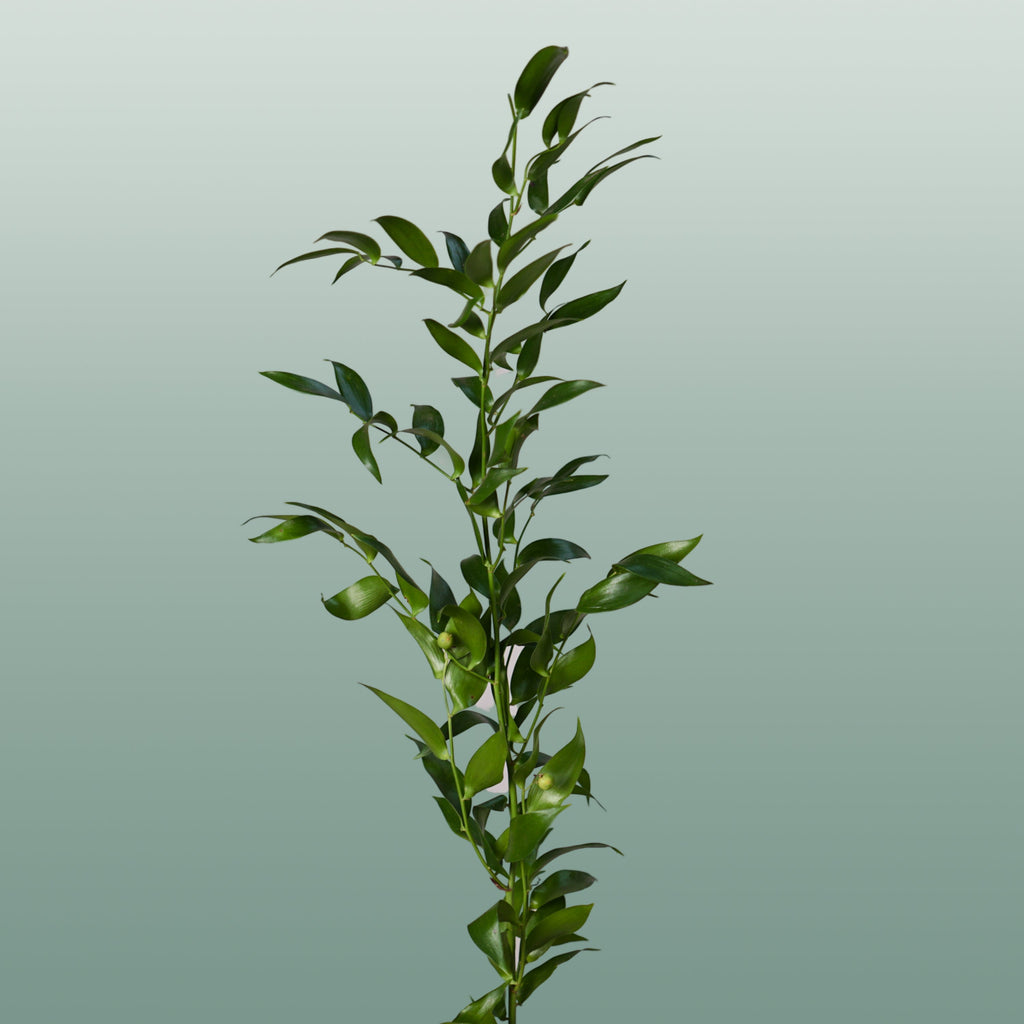GR Ruscus Ita (Soft) (2 Bunches)