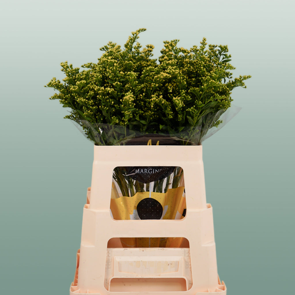 Solidago Carzan Glory (25 Stems)